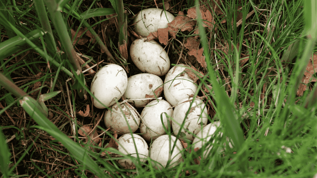 Rewarding Duck Husbandry