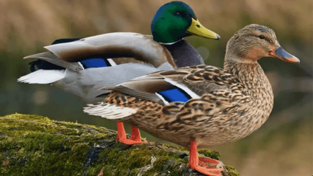 Colorful exotic duck breeds