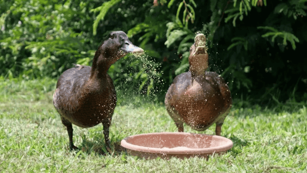 Nourish Your Ducks: Best Duck Food Options 1 Duck Food
