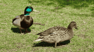 Duck Gestation Period Mallard