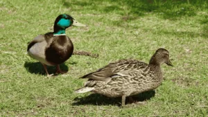 Duck Gestation Period Mallard