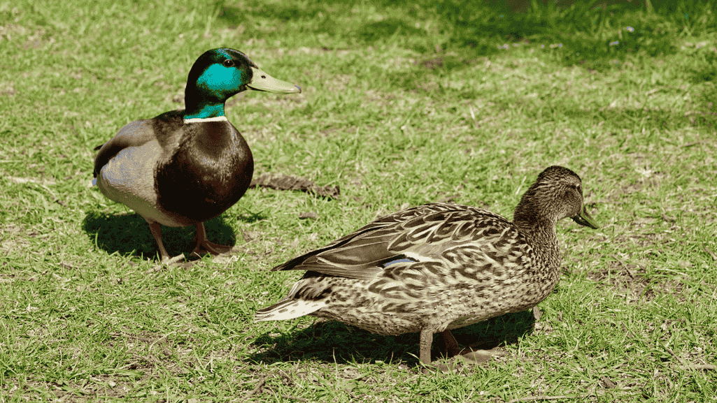 Duck Gestation Period Mallard