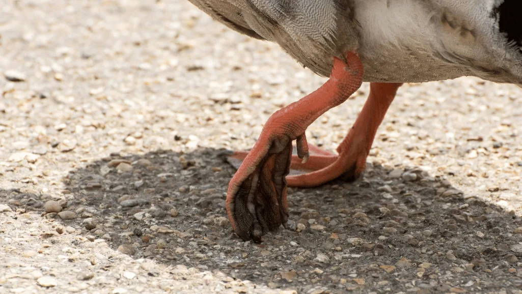 duck leg impairment and webbed foot problems