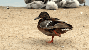 Duck Limping