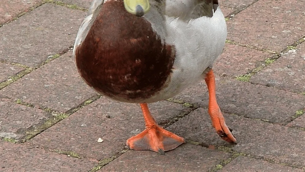 Duck Limping