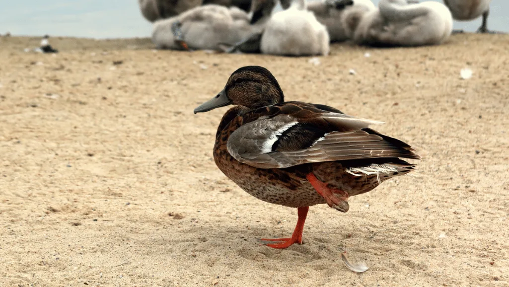 Duck Limping