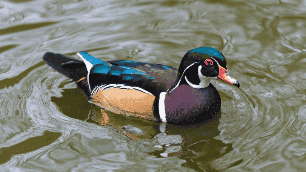 Discover the Allure of Exotic Ducks: Nature's Wonders 1 Exotic Ducks