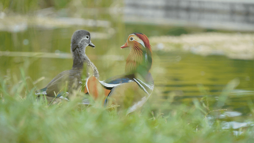 Exotic duck showcasing vibrant plumage colors