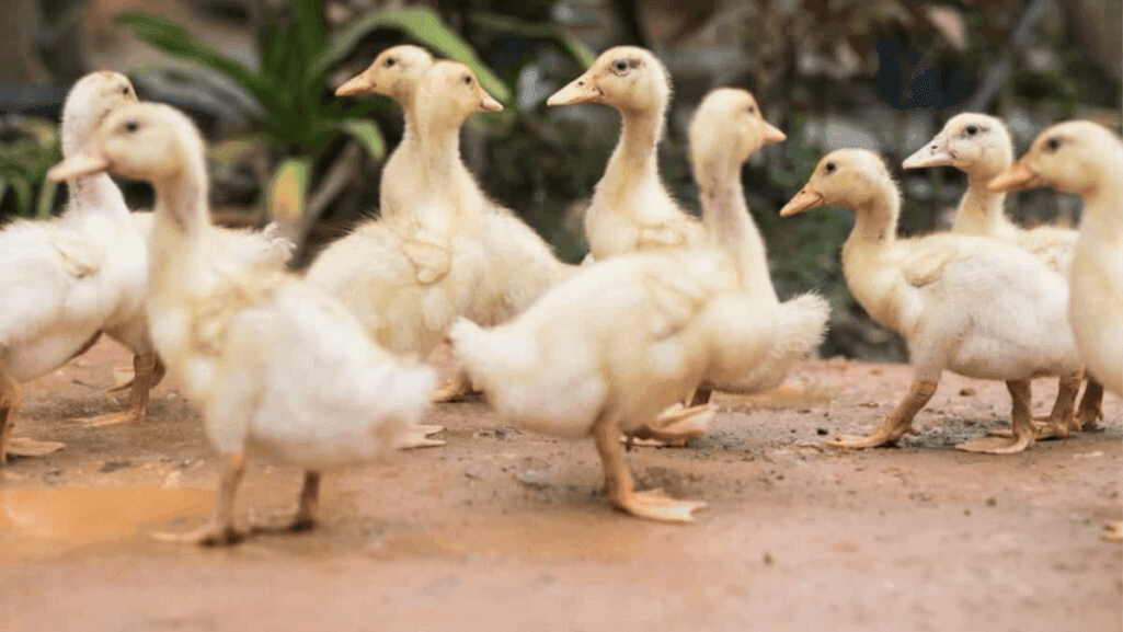 Maximizing duck egg production