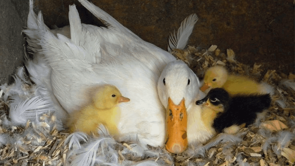 Pekin duckling care
