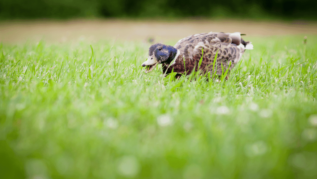 duck food 1