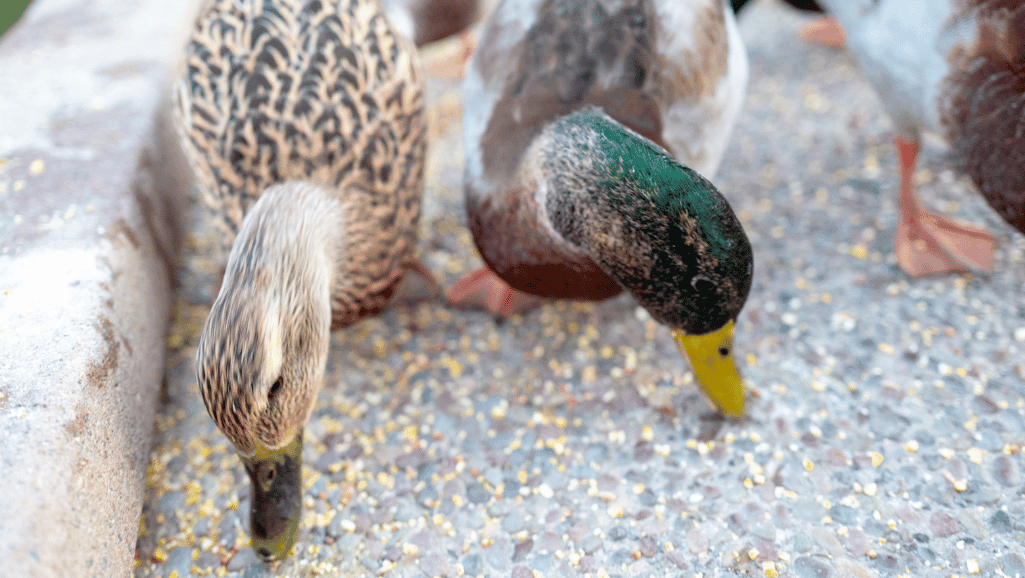 nutritious duck treats