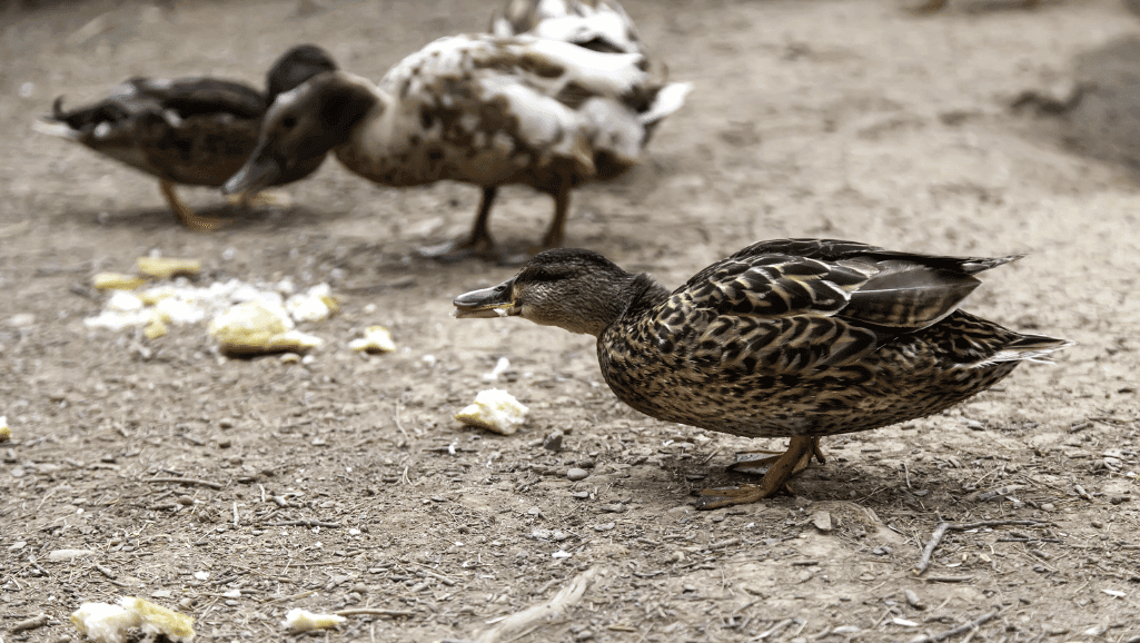 Duck food for different life stages