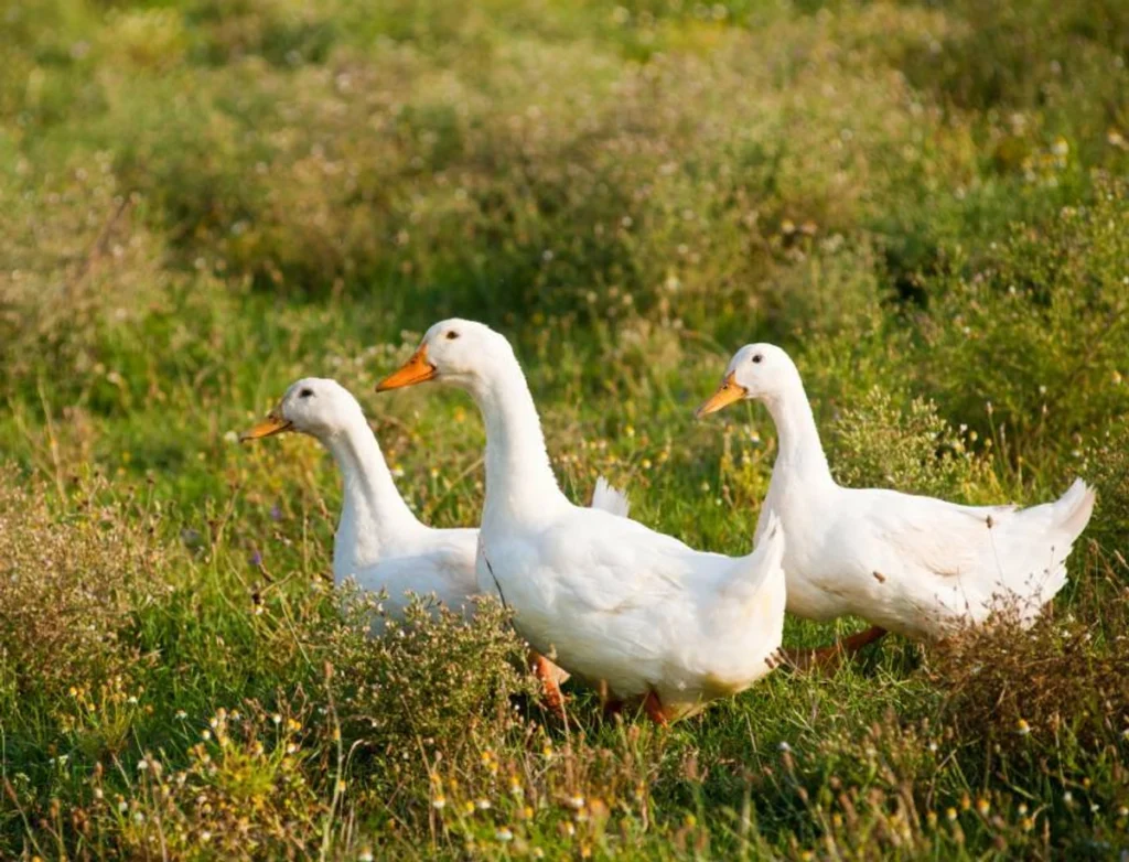 Pekin duck benefits
