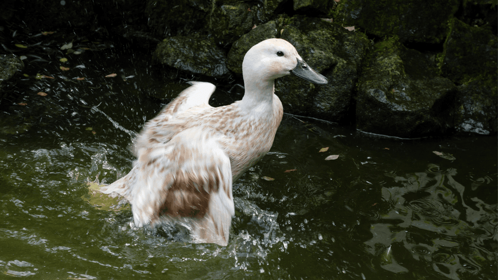 Abacot Ranger Ducks showcasing their stunning plumage