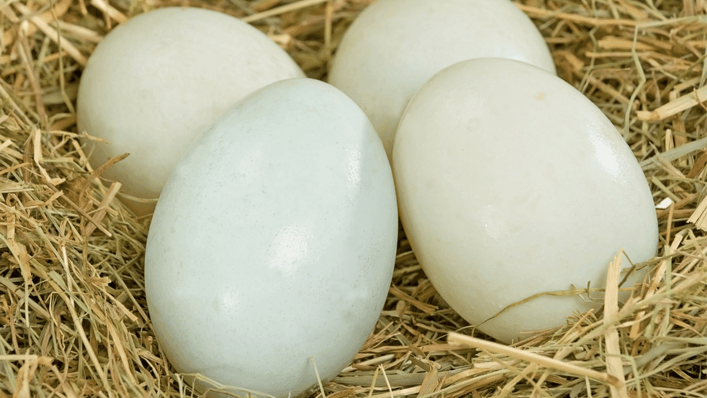 Abacot Ranger duck eggs