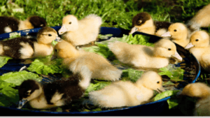 Adorable Newborn Duck