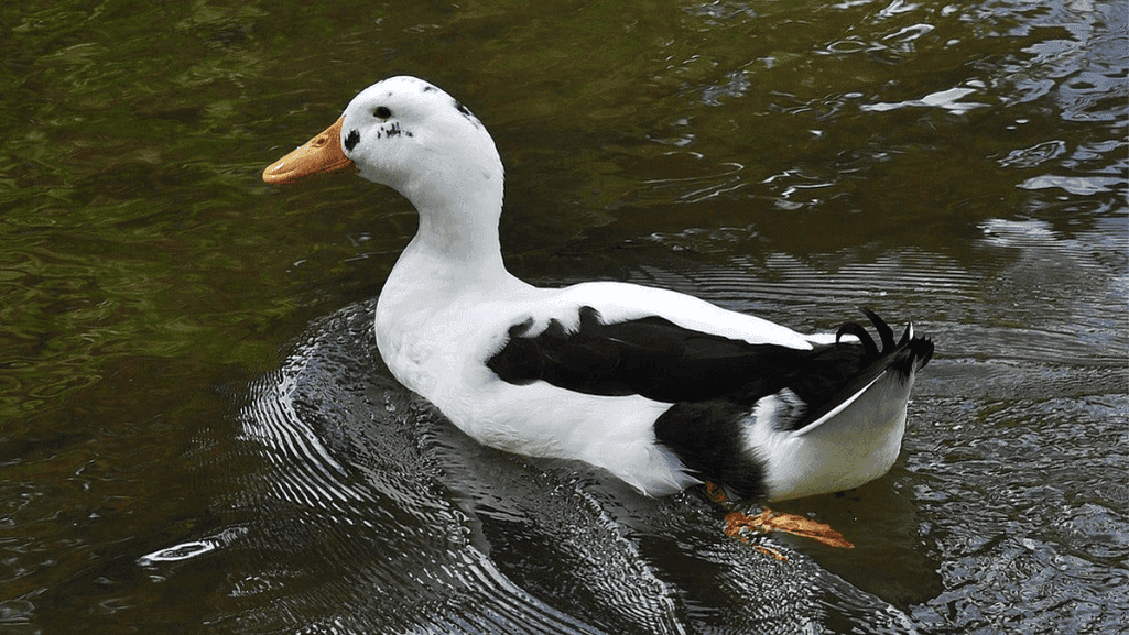 Discover the Charm of Ancona Ducks: Nature's Gems 1 Ancona Ducks