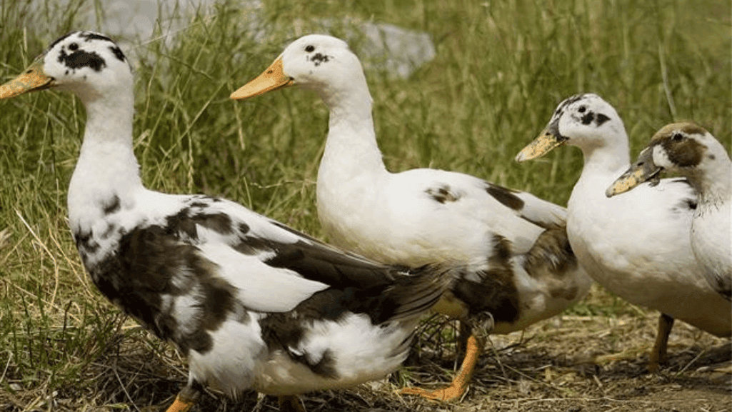 Ancona duck meat production