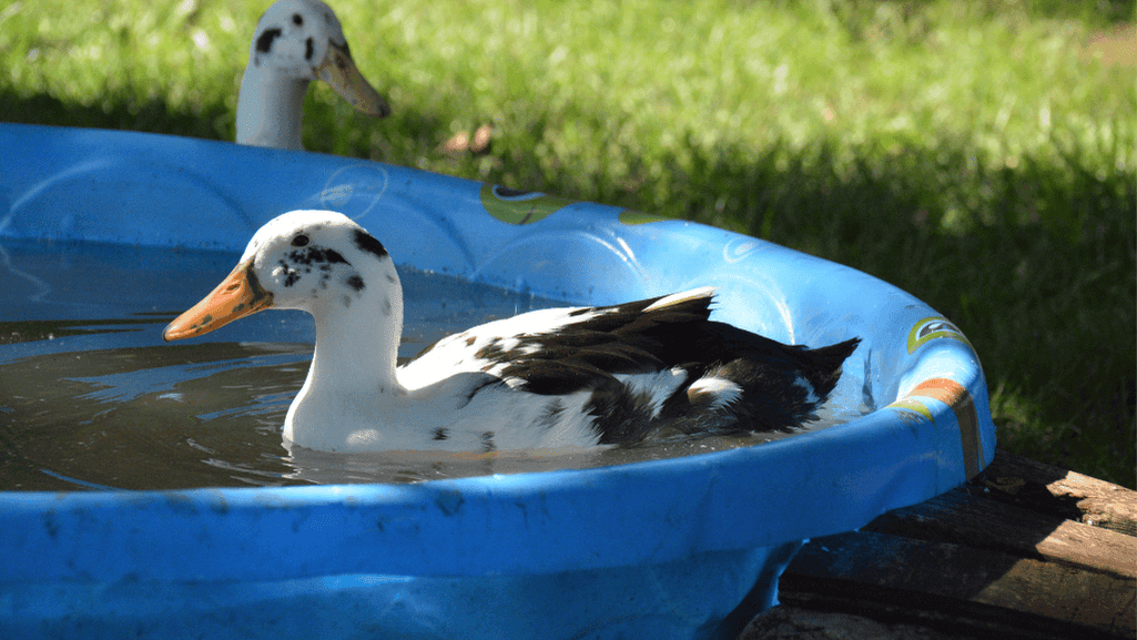 Ancona duck plumage and coloration