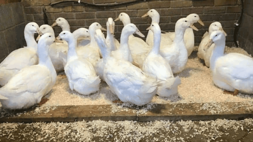 Aylesbury Duck housing and care requirements
