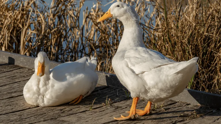 Aylesbury Ducks