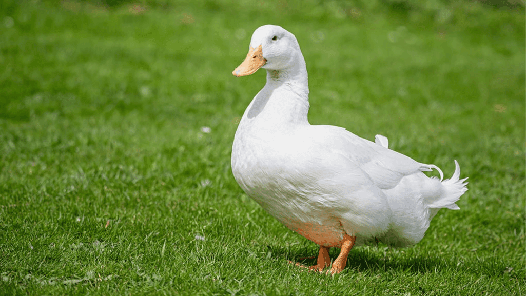 Aylesbury Ducks in agriculture