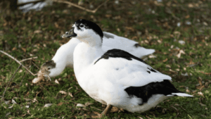 Bantam Duck Breeds