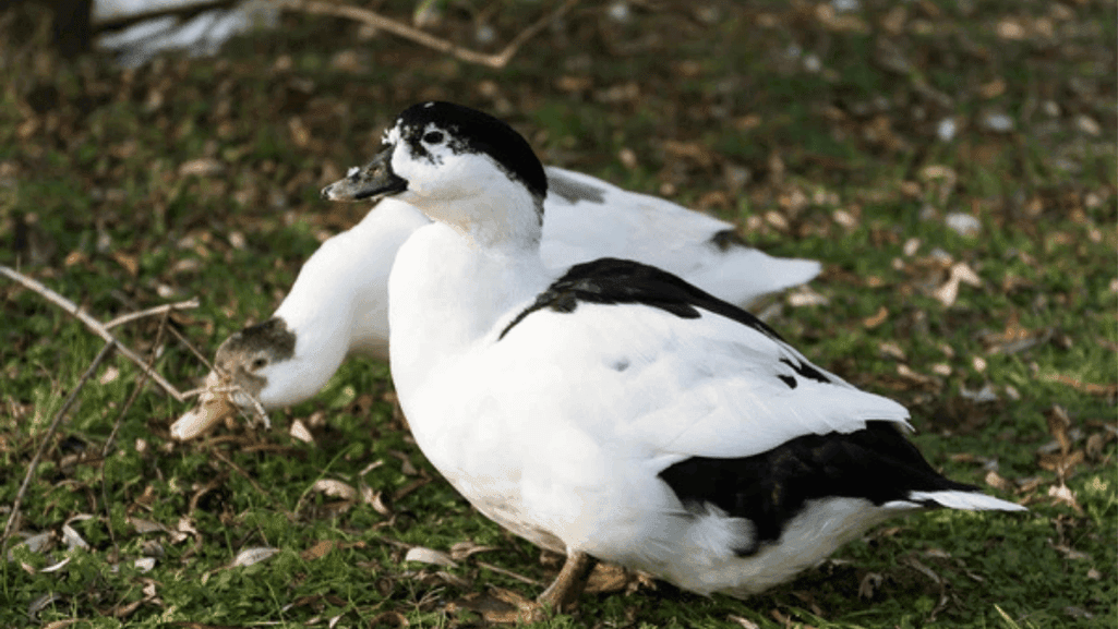 Bantam Duck Breeds: Compact Poultry Varieties 1 Bantam Duck Breeds