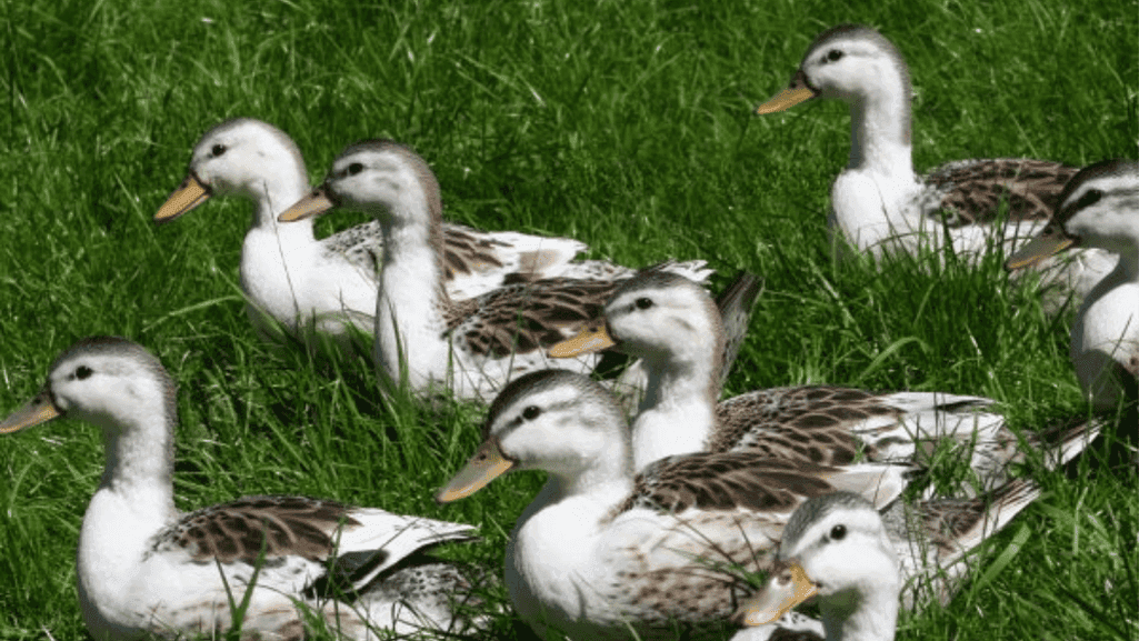 Bantam duck breeds