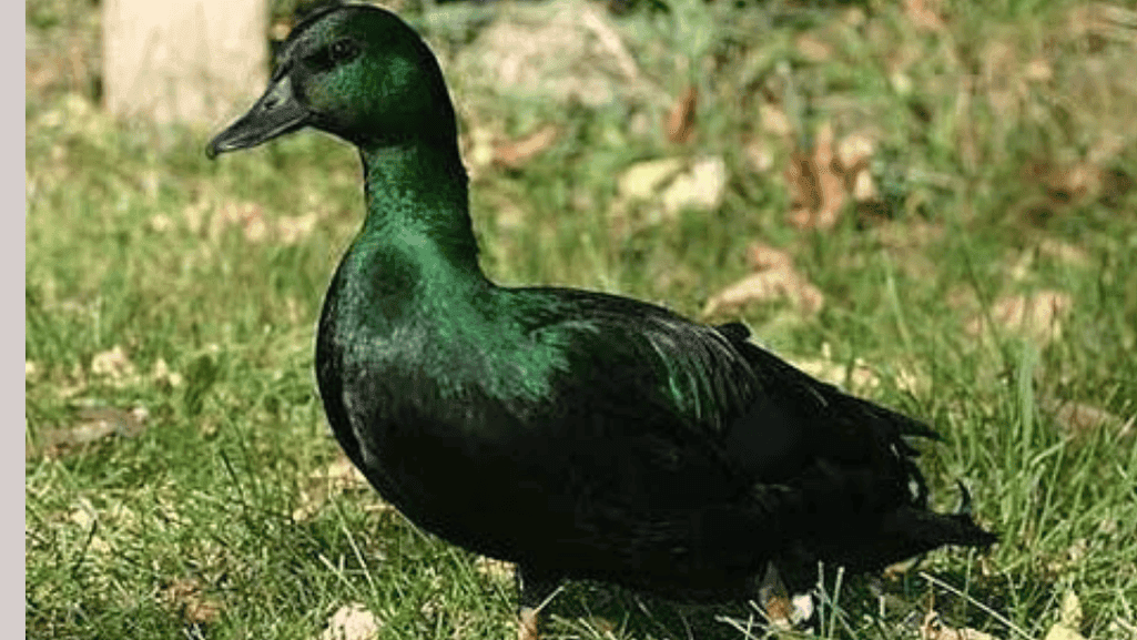 Bantam duck plumage colors and patterns