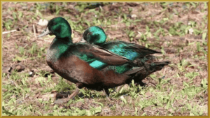 Black East Indie Ducklings