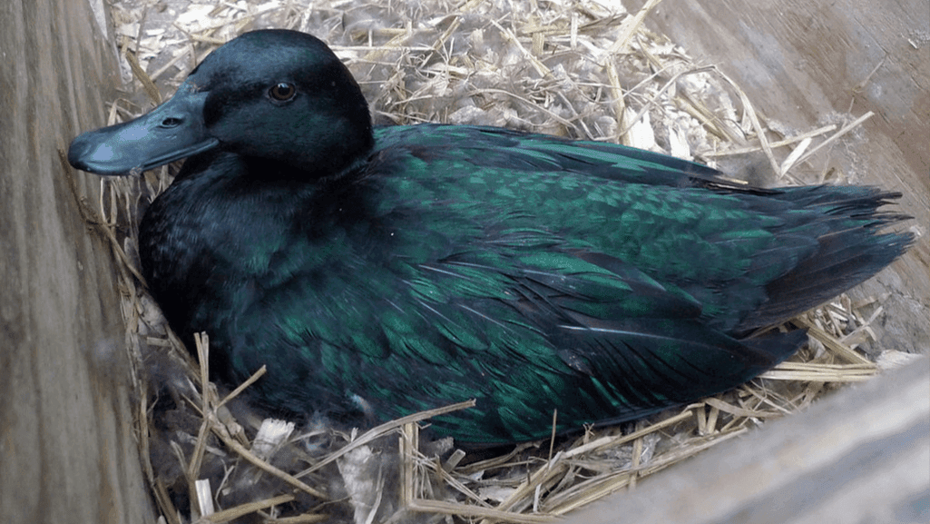 Black East Indie ducklings receiving health check