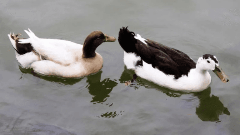Black and White Ducks: Complete Guide to These Birds Variant 1 Black and White Duck
