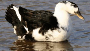 Black and White Duck