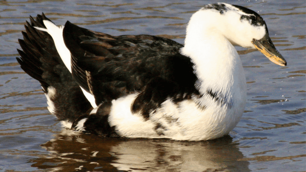 Black and White Duck: Complete Species Guide 1 Black and White Duck