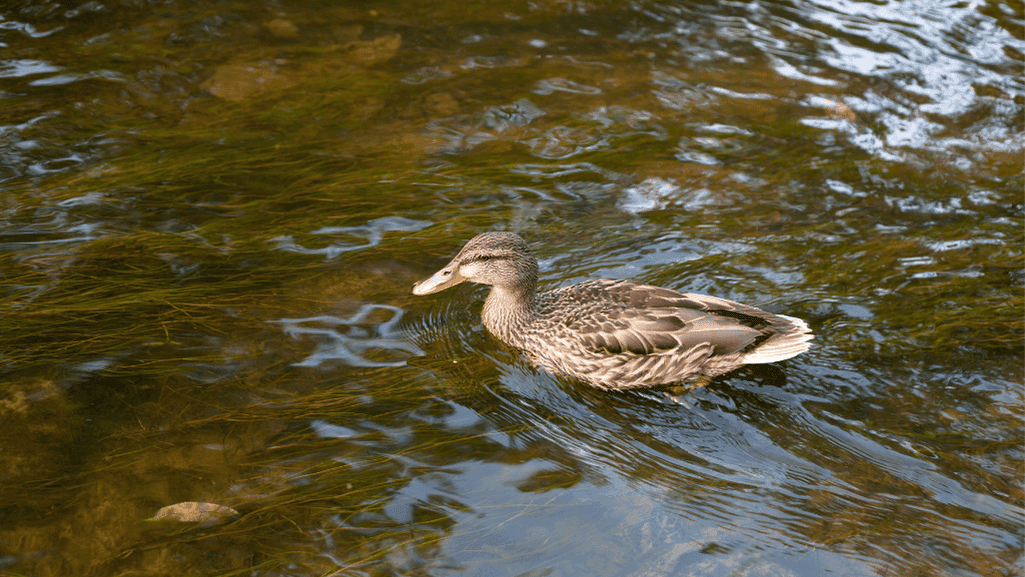 Discover the Beauty of Brown Ducks: Nature's Wonders 1 Brown Ducks