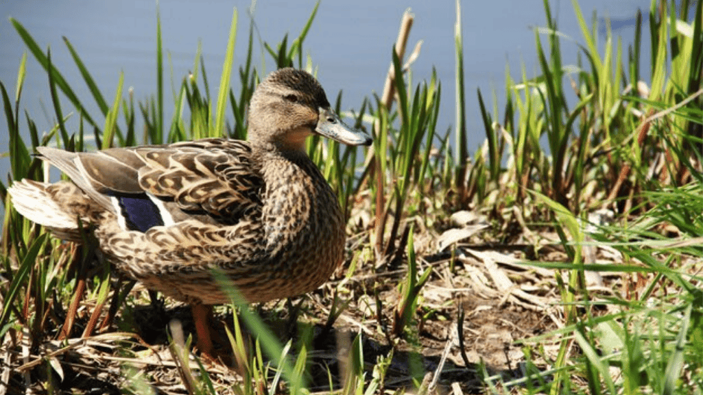 Brown ducks in their natural wetland habitat