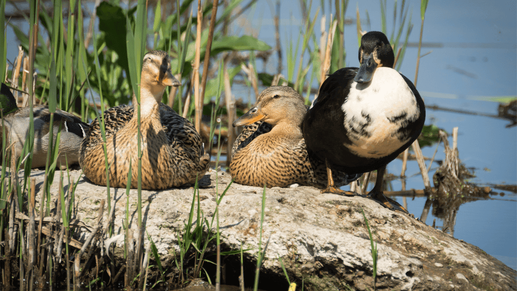 Brown ducks in their natural wetland habitat
