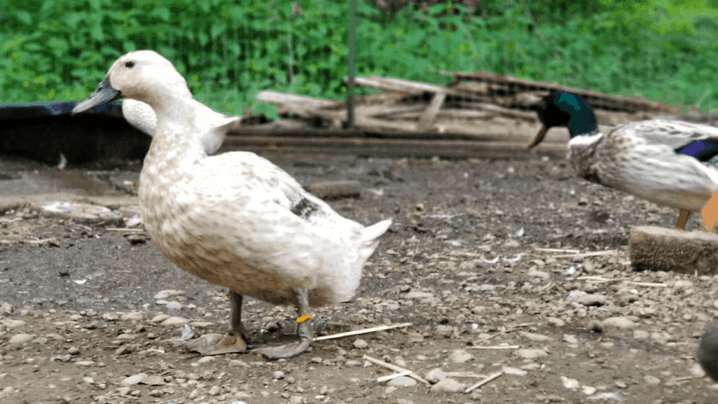 Bumblefoot Duck: Causes, Treatment & Prevention Guide 1 Bumblefoot Duck