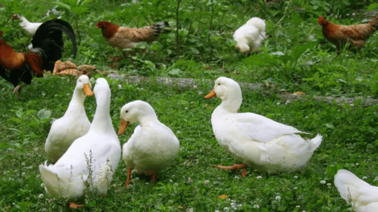 Can Chickens and Ducks Live Together