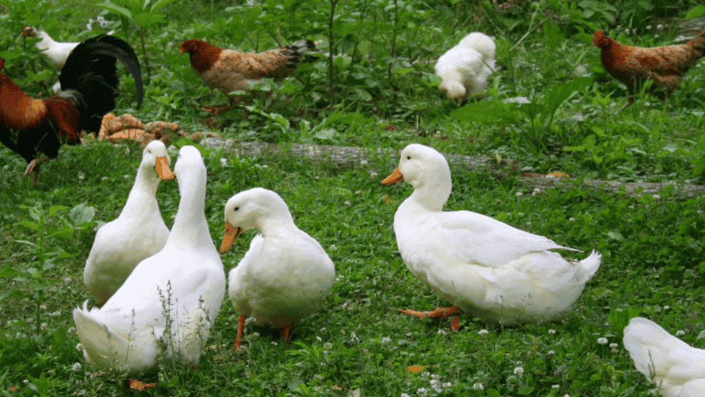 Can Chickens and Ducks Live Together: Backyard Guide 1 Can Chickens and Ducks Live Together