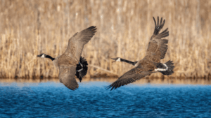 Canada Goose Calling