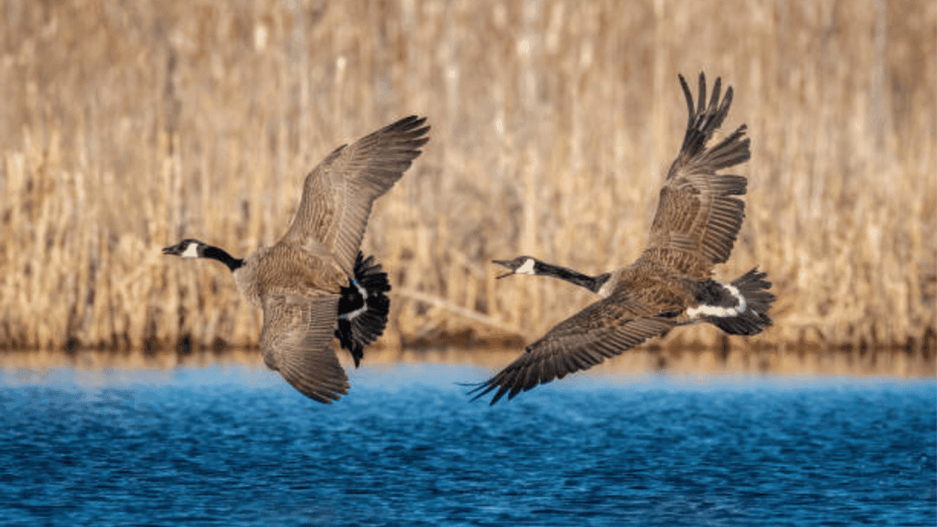 Canada Goose Calling Techniques and Tips 1 Canada Goose Calling