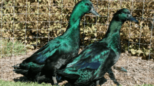 Cayuga Ducks