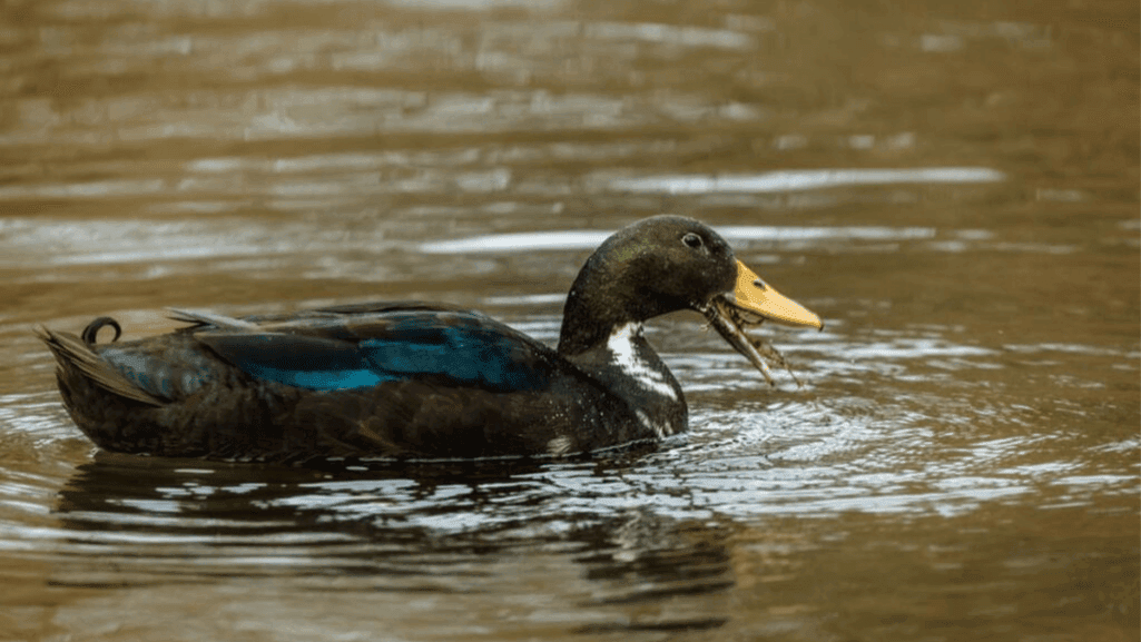Cayuga Ducks in the Finger Lakes Region