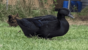 Cayuga Ducks