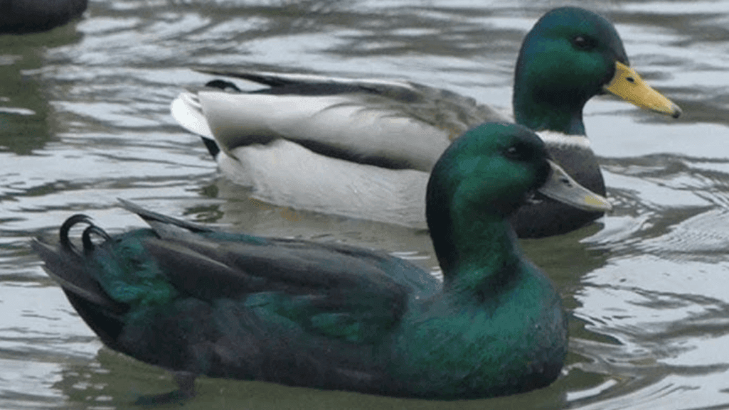 Cayuga Ducks