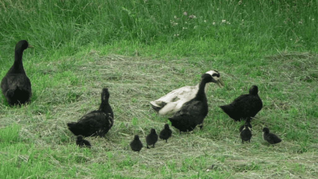 Cayuga ducks in a backyard setting