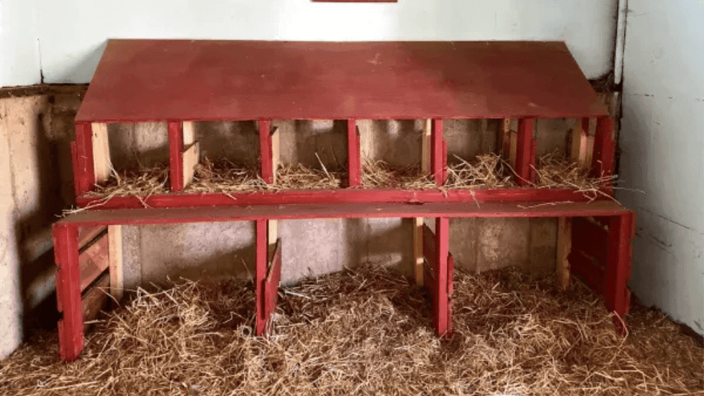 Comfortable duck coop interior with nesting areas and bedding